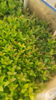 高度30厘米欧洲荚蒾