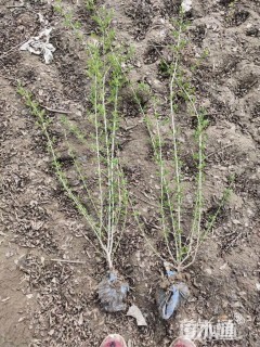 高度70厘米水蜡