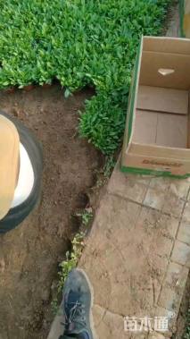 高度20厘米鼠尾草