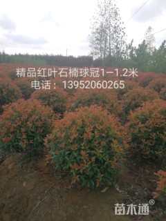 350厘米雪松