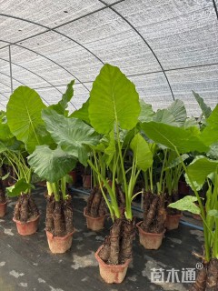 高度150厘米海芋