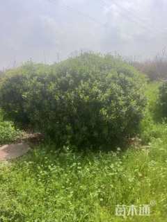 冠幅300厘米海桐球