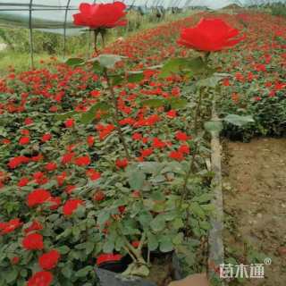 高度38厘米月季