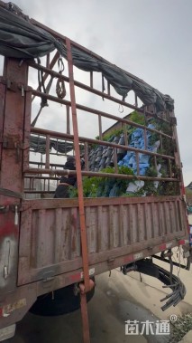 高度50厘米胎生狗脊蕨