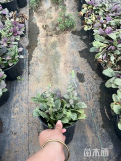 高度15厘米筋骨草