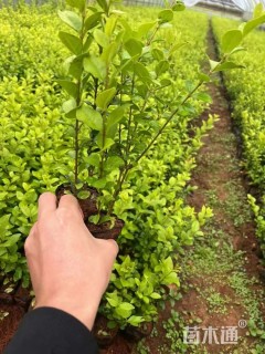 高度30厘米金叶女贞