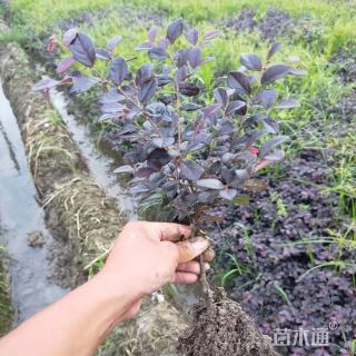 高度100厘米红花继木小苗