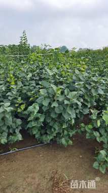 高度100厘米丁香