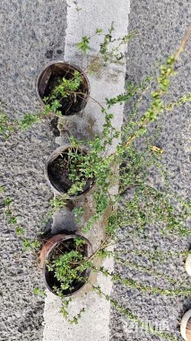 高度30厘米喷雪花