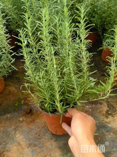 高度30厘米迷迭香