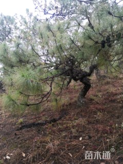 高度100厘米马尾松