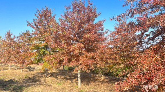6公分北美红栎