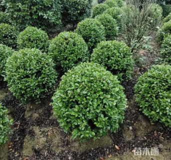 冠幅150厘米含笑球