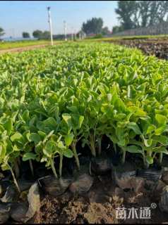 高度18厘米八宝景天