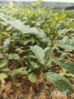 高度30厘米板栗