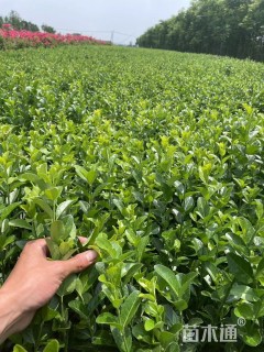 高度80厘米卫矛