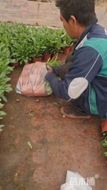 高度20厘米百日草