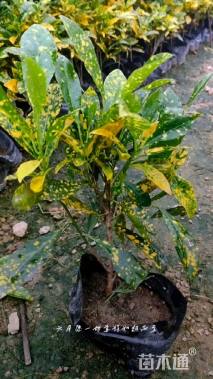 高度30厘米洒金珊瑚