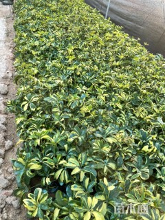 高度25厘米花叶鸭脚木