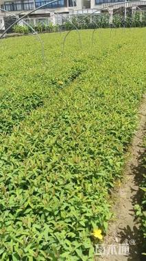 高度50厘米金丝桃