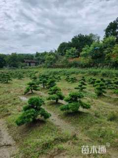 移栽苗造型罗汉松