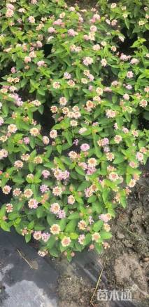 冠幅35厘米五色梅