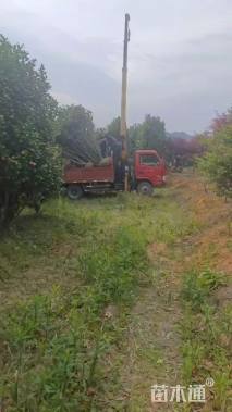 高度280厘米茶花