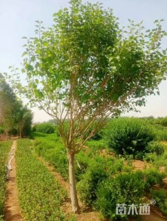 高度200厘米丁香