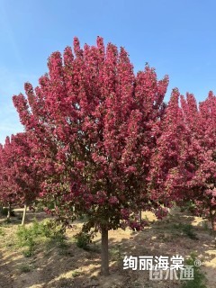 10公分绚丽海棠