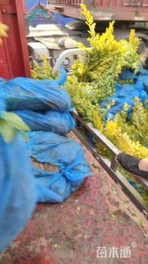 高度50厘米金叶水蜡