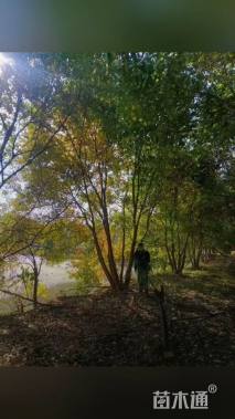 30公分(3杆)丛生乌桕