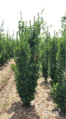 高度200厘米北海道黄杨