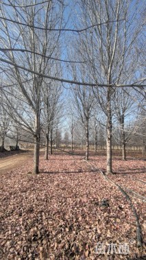 30公分北美红枫