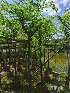 5公分粉花山扁豆