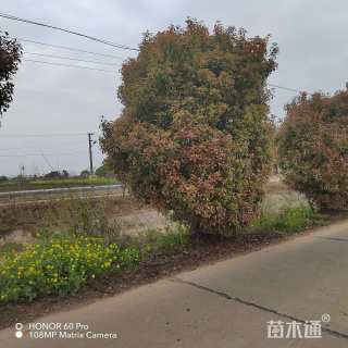 14公分红叶石楠