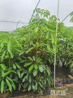 高度180厘米昆士兰伞木