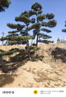 20公分造型油松