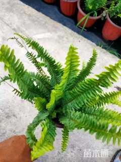 高度30厘米肾蕨