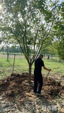 12公分普贤象樱花