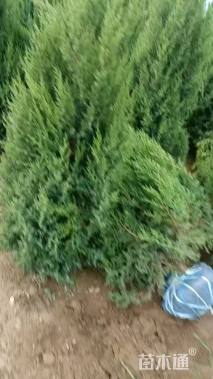 高度80厘米塔柏