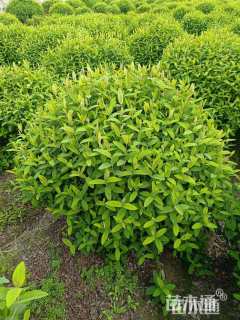 高度120厘米金丝桃球