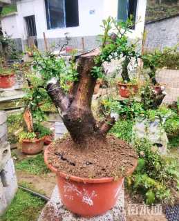 高度100厘米火棘