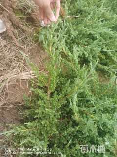 高度30厘米铺地柏