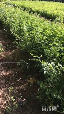 高度60厘米丰花月季