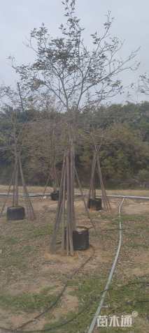 8公分黄花风铃木