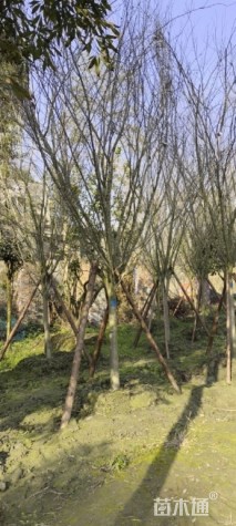 10公分高杆西府海棠