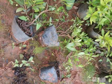 高度20厘米毛鹃