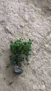 冠幅15厘米无刺枸骨球