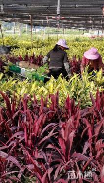 高度40厘米花叶良姜