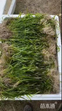 高度38厘米苦草